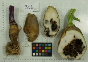 ROOT